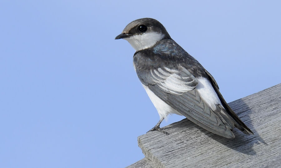 White-winged Swallowimmature