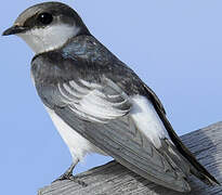 White-winged Swallow