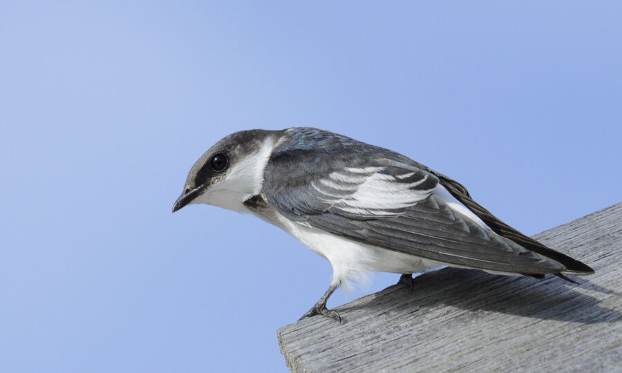 White-winged Swallowimmature