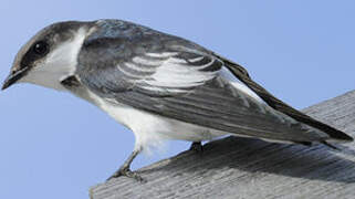 White-winged Swallow