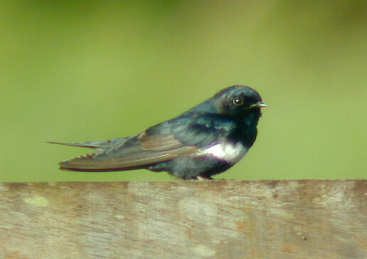 Hirondelle à ceinture blanche