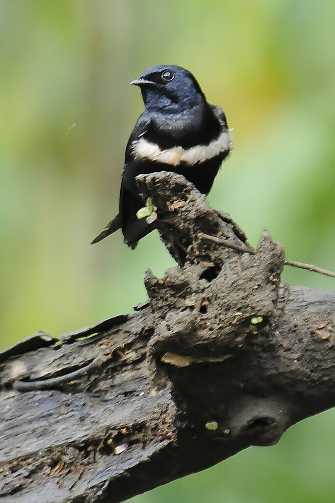 White-banded Swallowadult