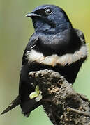 White-banded Swallow