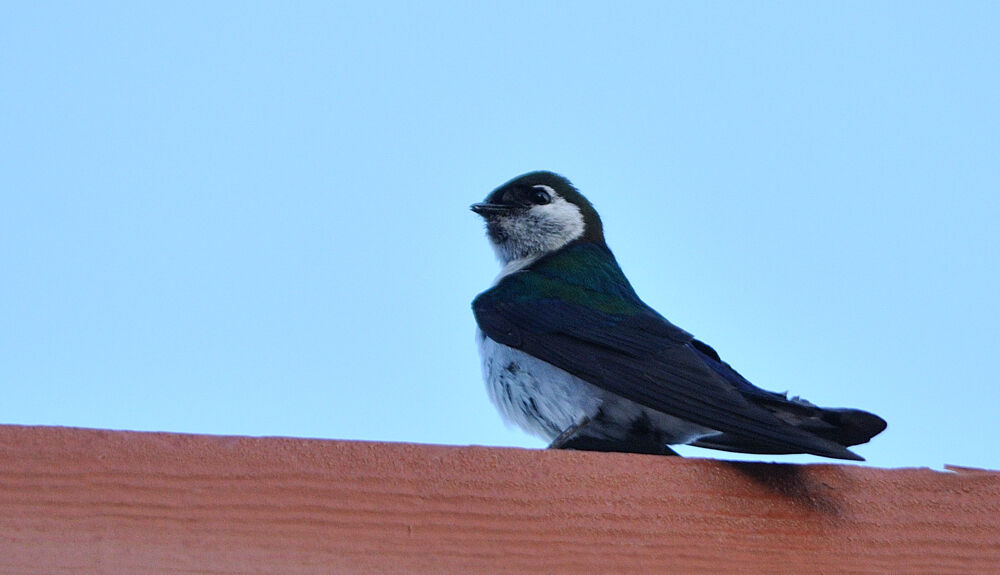 Hirondelle à face blancheadulte