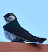 Violet-green Swallow