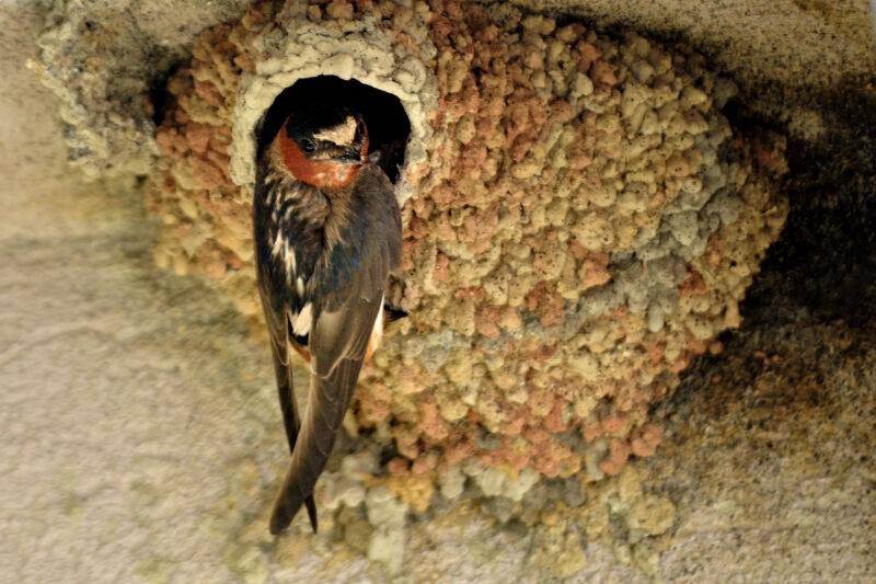 Hirondelle à front blancadulte nuptial