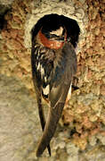 American Cliff Swallow