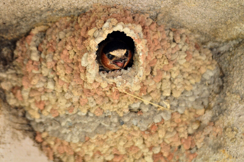 Hirondelle à front blancadulte nuptial