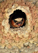 American Cliff Swallow