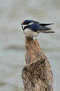 White-throated Swallow