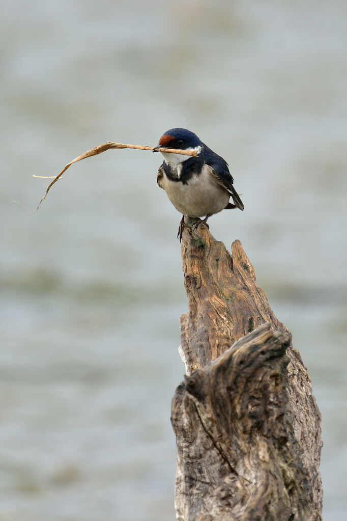 White-throated Swallowadult, Reproduction-nesting