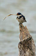 White-throated Swallow