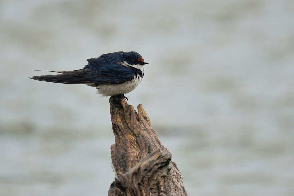 White-throated Swallowadult