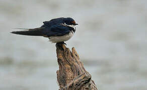 White-throated Swallow