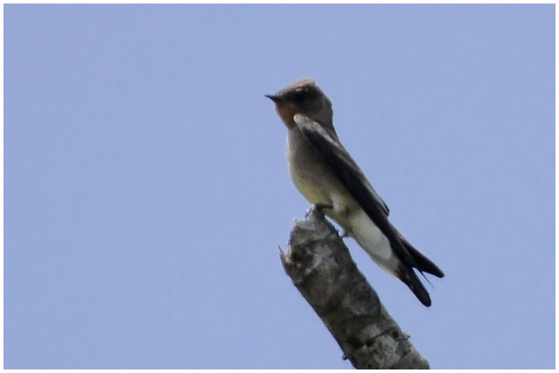 Hirondelle à gorge rousseadulte