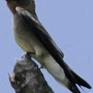 Hirondelle à gorge rousse