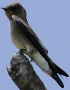 Southern Rough-winged Swallow