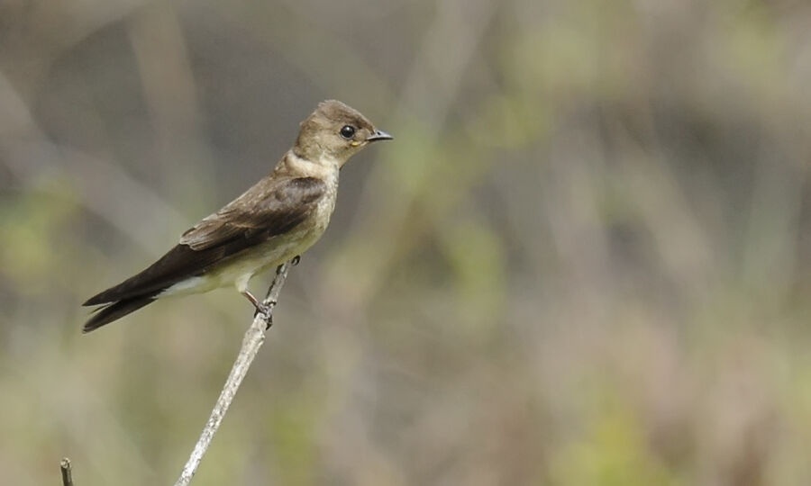 Southern Rough-winged Swallowadult