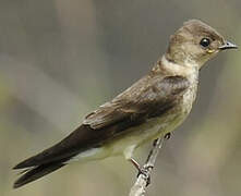 Southern Rough-winged Swallow