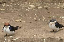 Wire-tailed Swallow