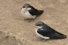 Wire-tailed Swallow