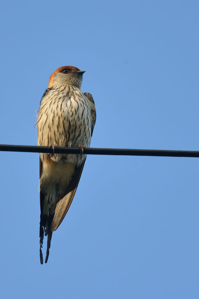 Greater Striped Swallowadult