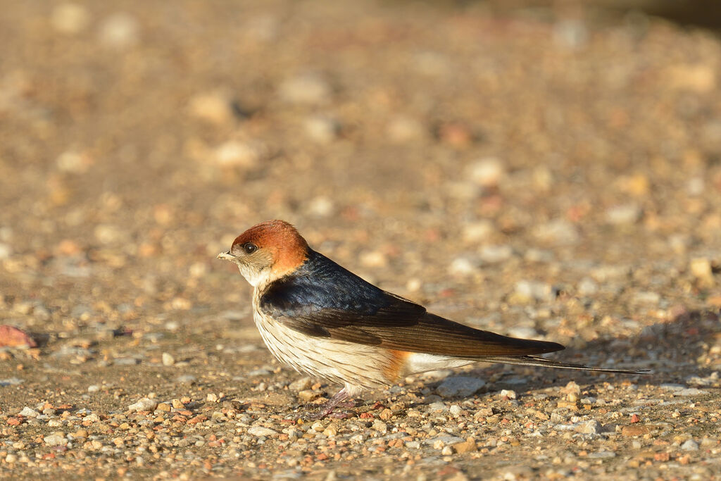 Greater Striped Swallowadult