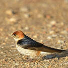 Hirondelle à tête rousse