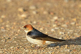 Greater Striped Swallow