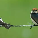 Hirondelle ariel