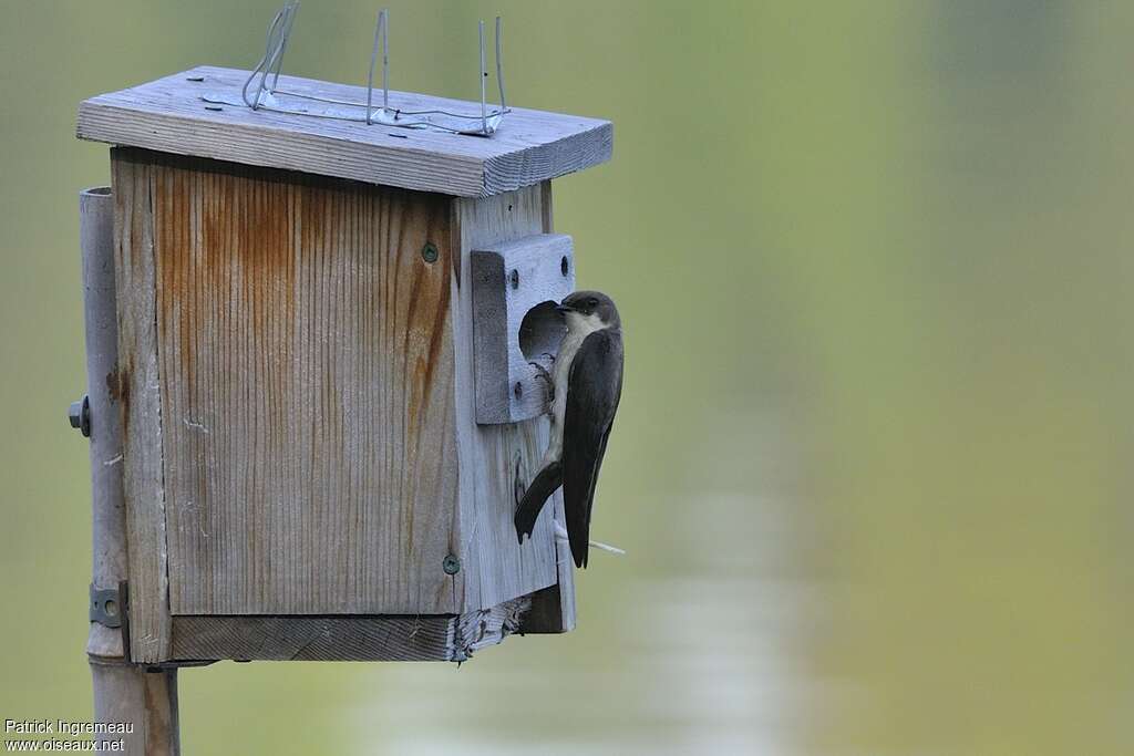 Tree Swallowadult, Reproduction-nesting