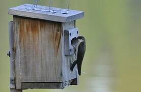 Tree Swallow