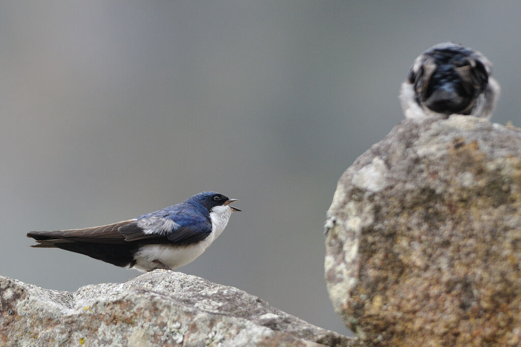 Blue-and-white Swallowadult