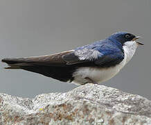 Blue-and-white Swallow