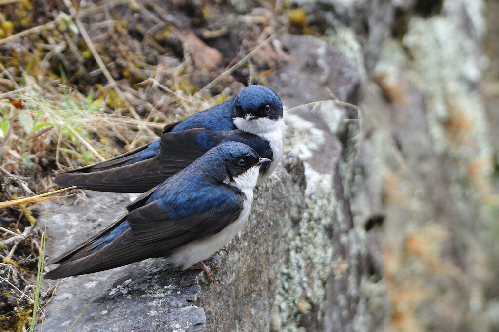 Hirondelle bleu et blancadulte