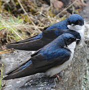 Blue-and-white Swallow