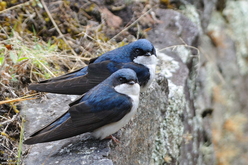 Hirondelle bleu et blancadulte, Comportement