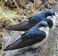 Blue-and-white Swallow