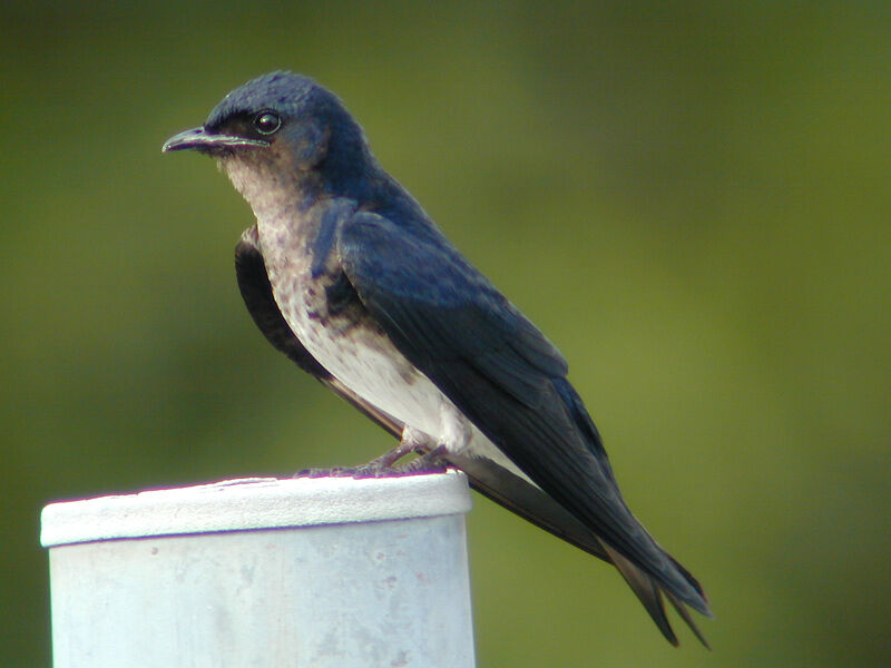 Hirondelle chalybée