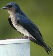 Grey-breasted Martin