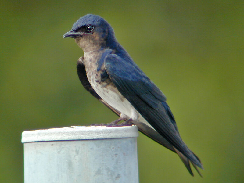 Grey-breasted Martin