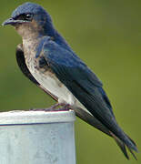 Grey-breasted Martin