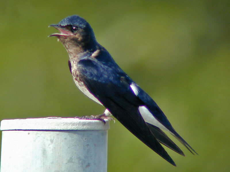 Hirondelle chalybée