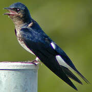 Grey-breasted Martin