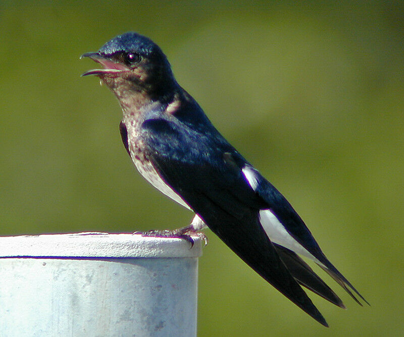 Hirondelle chalybée