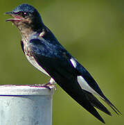 Grey-breasted Martin