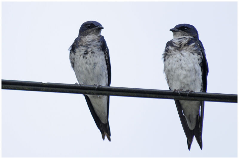 Grey-breasted Martinadult