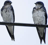 Grey-breasted Martin