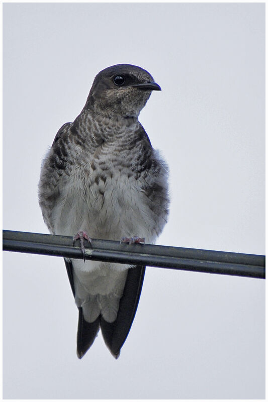 Grey-breasted Martinjuvenile