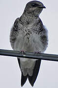 Grey-breasted Martin